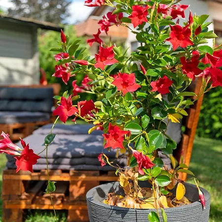 아파트 Carolin Dornstetten